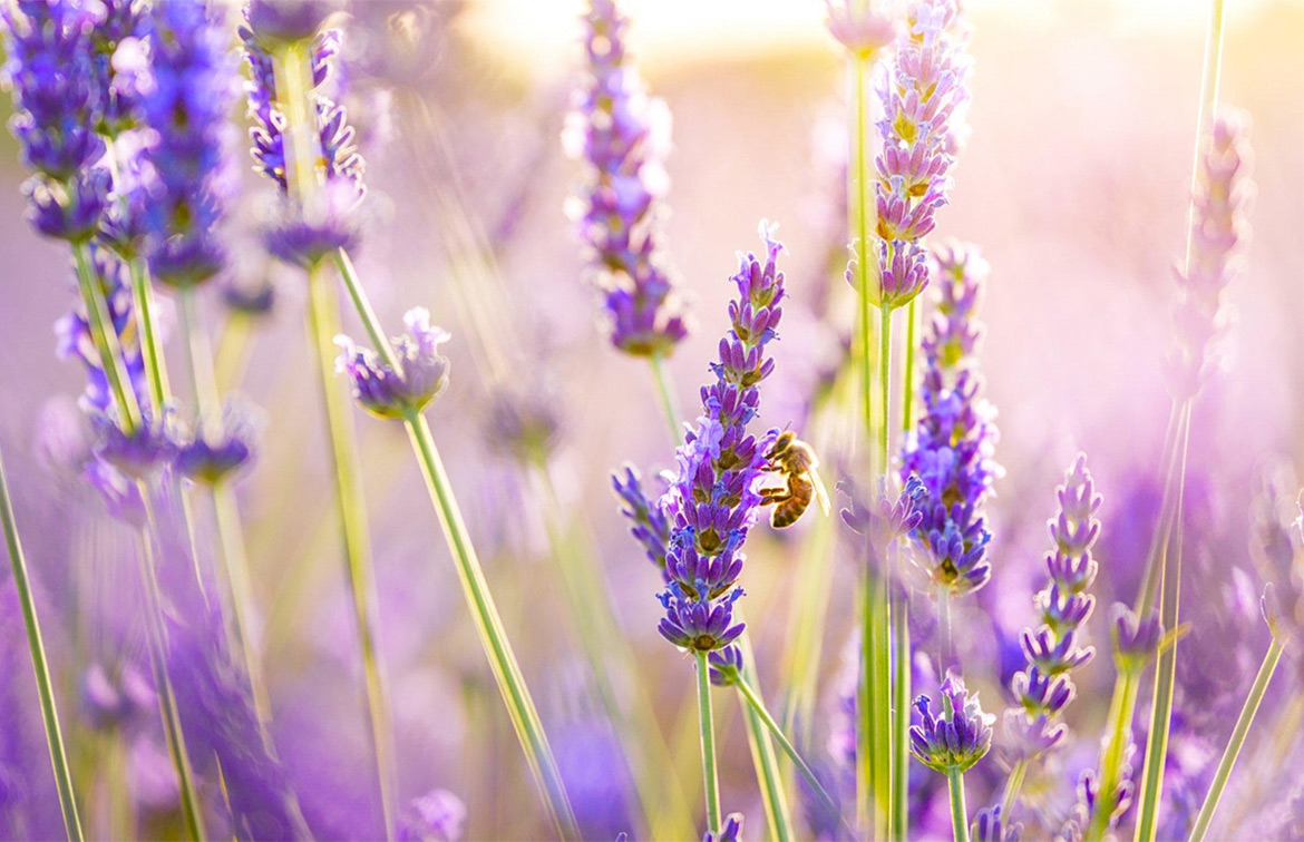 Lavender of Provence