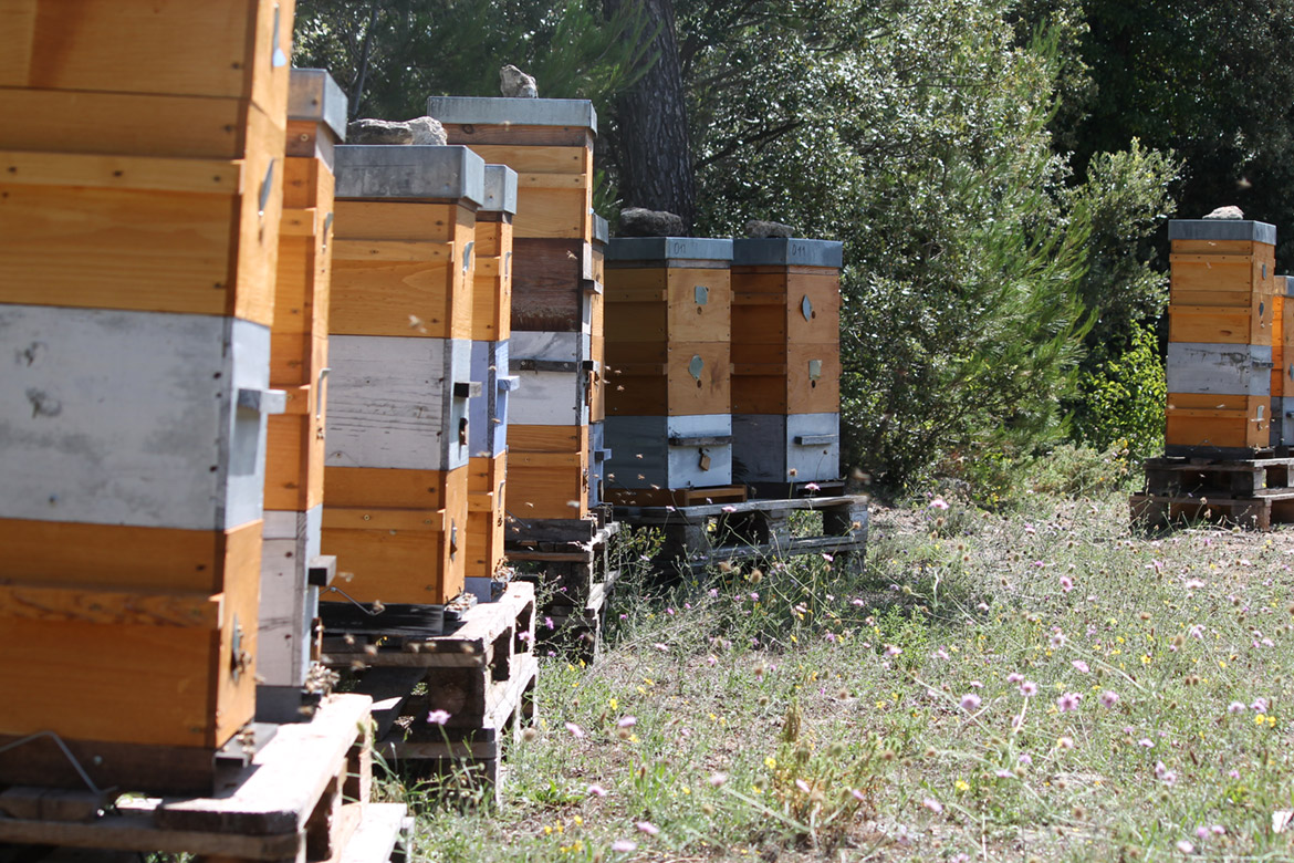 Bees and honey from Provence