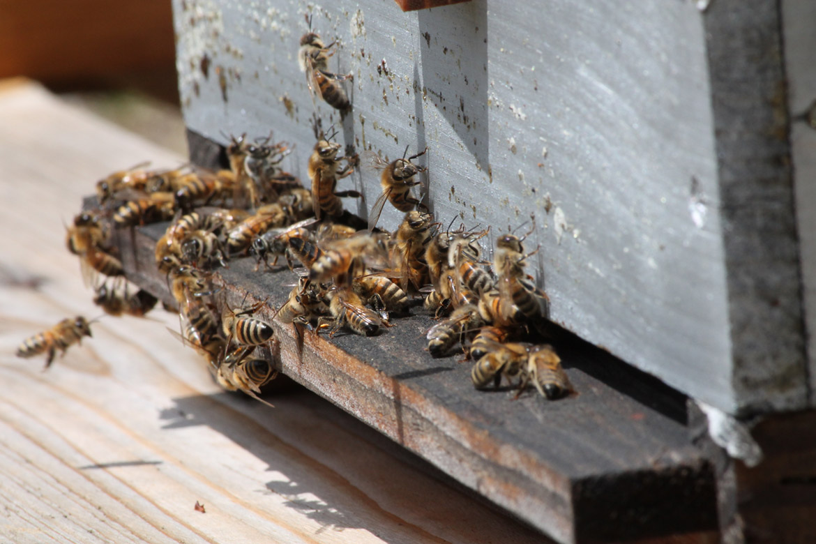 Beekeeper in Provence