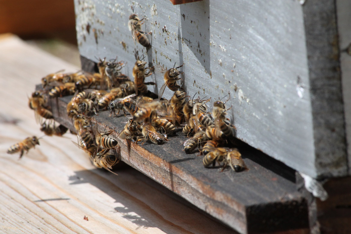 Beekeeper in Provence